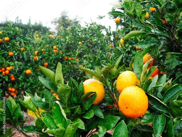 Obraz みかん畑のみかん。みかん農場。