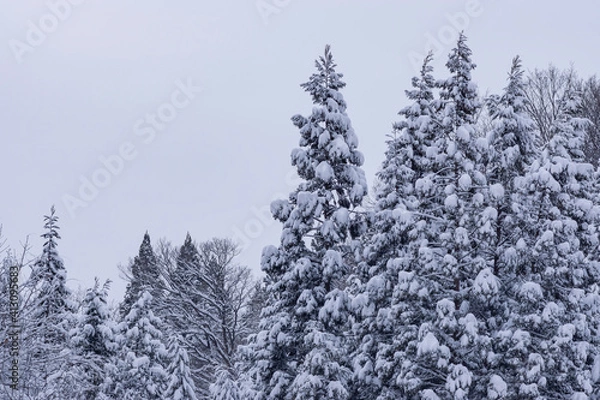 Obraz 雪の積もった杉の木