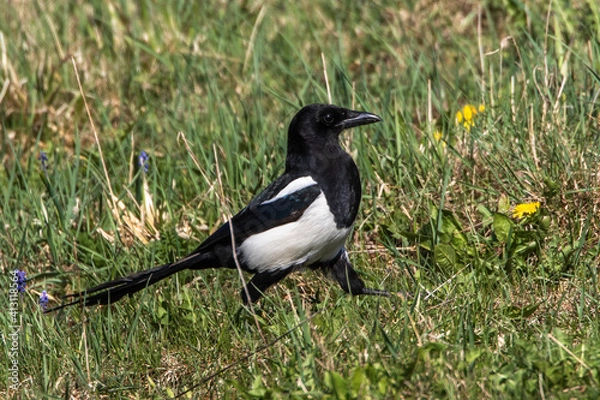 Fototapeta Elster (Pica pica)