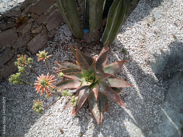 Obraz Plant in desert area within the city