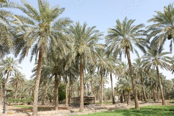 Fototapeta Date palm , tree of the palm family cultivated for its sweet edible fruits. The date palm has been prized from remotest antiquity.