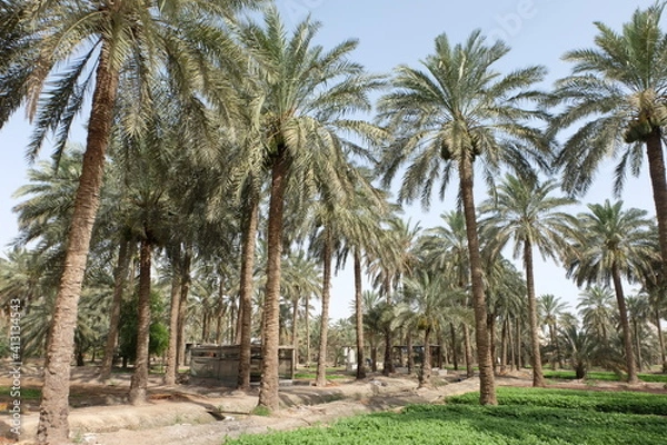 Fototapeta Date palm , tree of the palm family cultivated for its sweet edible fruits. The date palm has been prized from remotest antiquity.