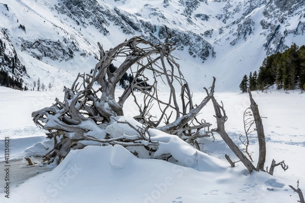 Fototapeta Winter mountainous landscape. Dead tree on the bank of frozen Upper Multa lake (Verhnee Multinskoye). Altai Republic, Siberia, Russia.