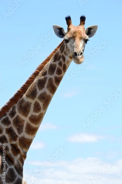 Obraz giraffe in the wild