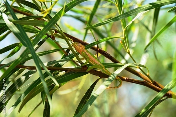 Obraz chameleon in tree
