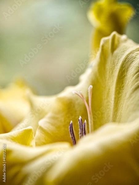 Obraz Gladiole_Gleb_P1360033