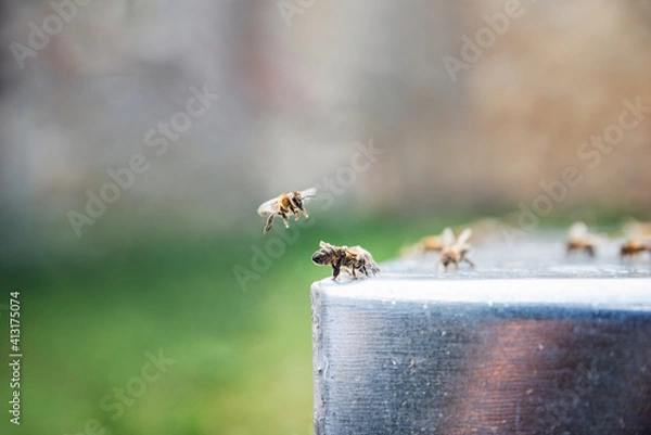 Fototapeta Close up of bees drinking a water. Beekeeping. Thirsty bees. One bee flying above the other.
