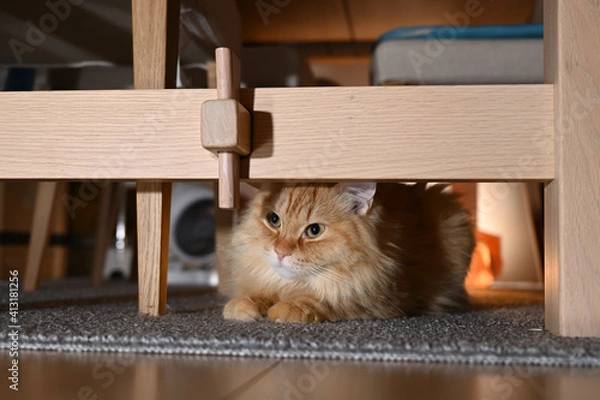 Obraz 暗いところに隠れる猫（マンチカン）