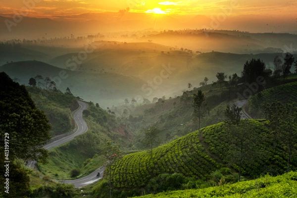 Fototapeta Cukul tea Plantation in the morning. Cukul located in Pangalengan, bandung, West Java, Indonesia. 