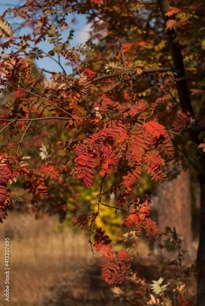 Fototapeta leaves