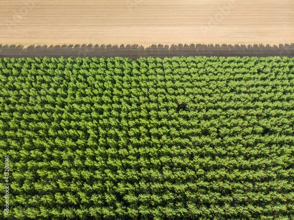 Fototapeta Top down photo from a forest
