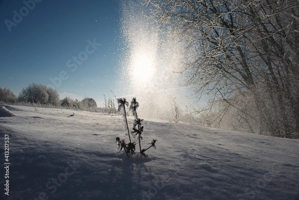 Obraz Winter flat landscape.After a cold night, the branches of the trees in the field are covered with frost. The background is blurry, boke. Traces of people, sunny sky, small and large plants are visible