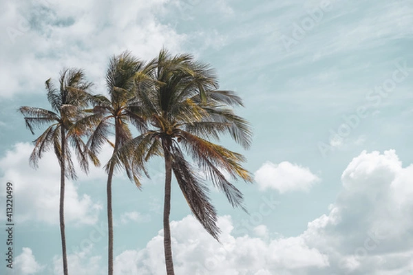 Fototapeta Tropical palm tree with blue sky and cloud abstract background. Summer vacation and nature travel adventure concept.