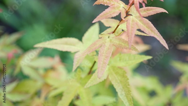 Fototapeta もみじ