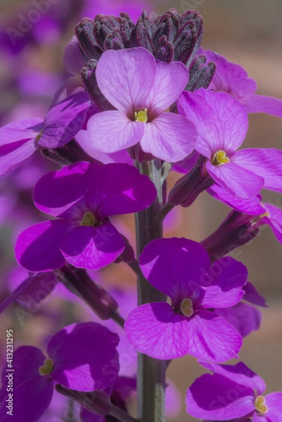 Obraz Erysimum flowers