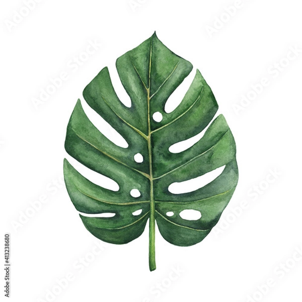 Obraz Watercolor tropical palm leaf. Green monstera leaf isolated on white background. 