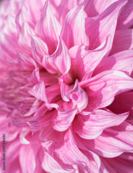 Fototapeta Pink petals of a dahlia flower close up