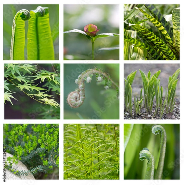 Obraz Mosaïque verte