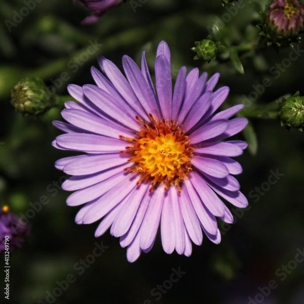 Obraz Michaelmas daisy, Aster