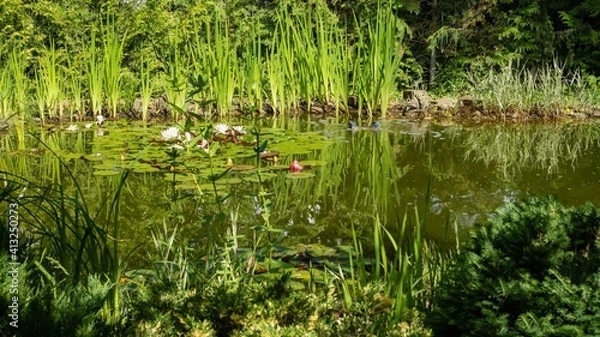 Fototapeta View of old pond with blooming water lilies through branches of evergreens. In background skimmer Messner collects debris from surface of pond.Pacifying landscape. Nature concept for design..