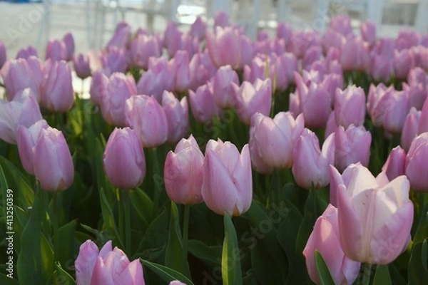 Obraz Pink Tulips