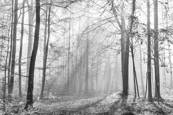 Fototapeta Forest of Beech Trees in Autumn, Sunbeams shining through Fog, Black and White, Hainich National Park, Germany