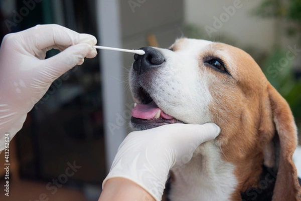 Fototapeta The Beagle dog is being examined. Canine nasal infection test Prevention of covit infection 19 Selective focus