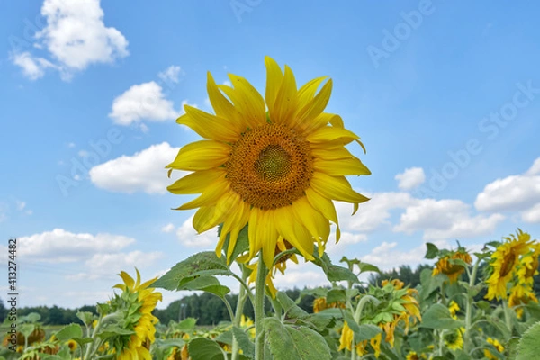 Obraz Sunflower