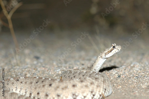 Fototapeta Sidewinder