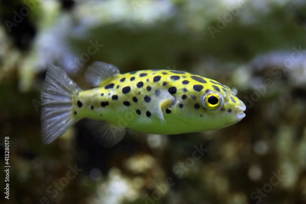 Obraz Green spotted puffer (Tetraodon nigroviridis).