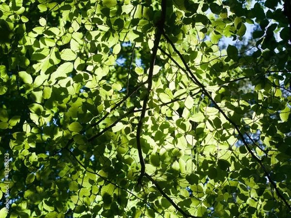 Fototapeta Stimmungsvoller Lichteinfall in einem Wald