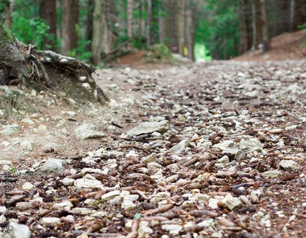 Fototapeta Steiniger Waldweg