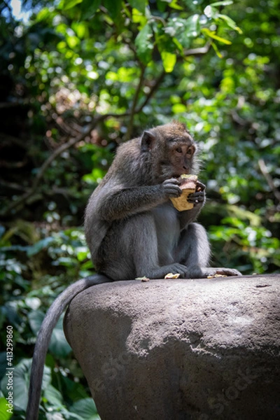 Obraz Singe mangeant un fruit, forêt des singes d'Ubud à Bali, Indonésie