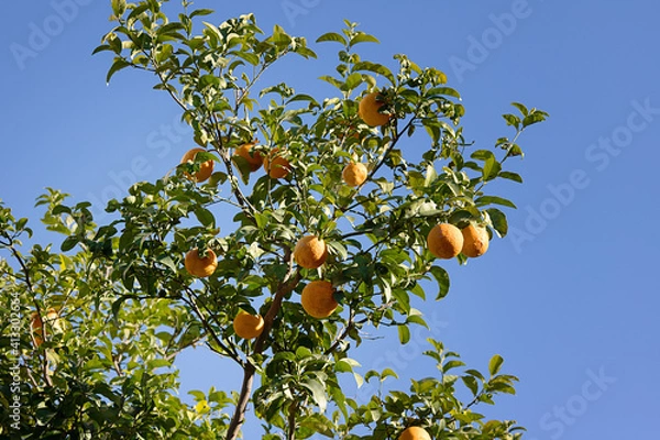 Obraz orange tree with ripe and juicy oranges