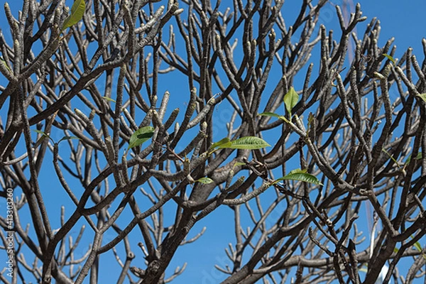 Obraz plumeria tree appearance of first leaves