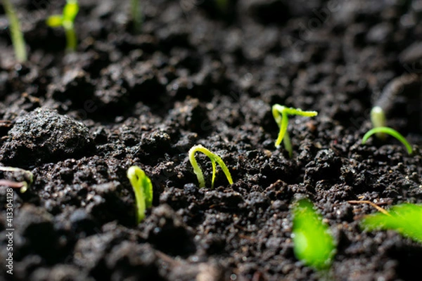 Obraz Young green tiny tomato seedlings with two leaves are growing on the ground, increasing harvest in sprinf time