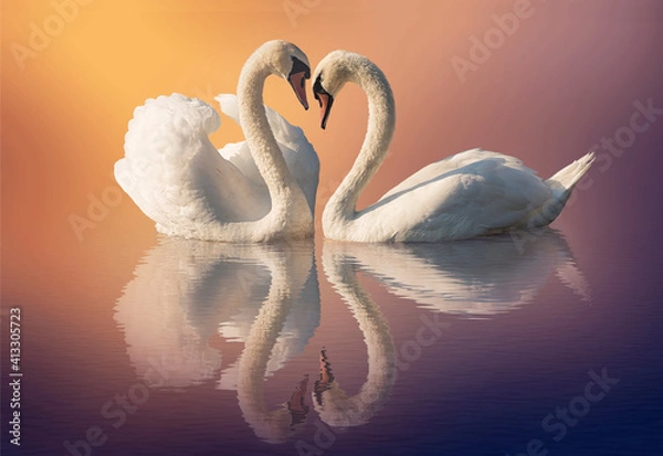 Obraz Couple of swans and reflection on the water