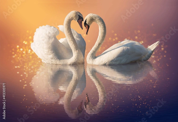 Obraz Couple of swans and reflection on the water