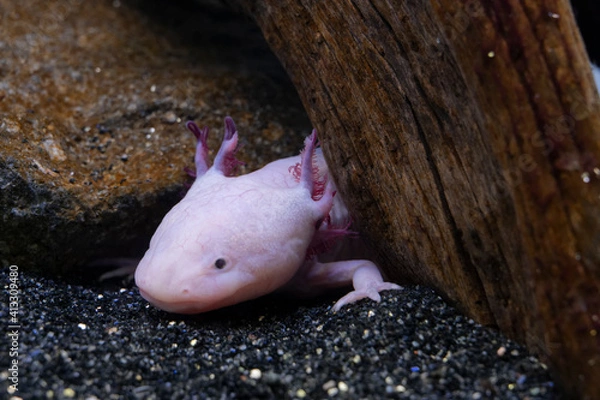 Fototapeta Axolotl
