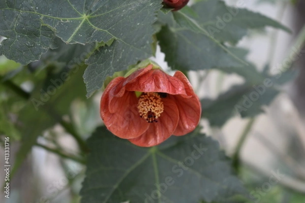 Obraz ladybird on a red flower