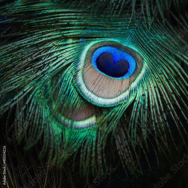 Obraz Details peacock feather macro