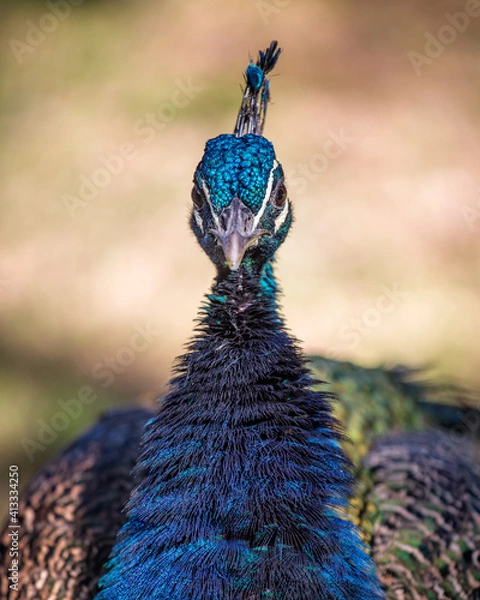 Obraz Peacock Portrait