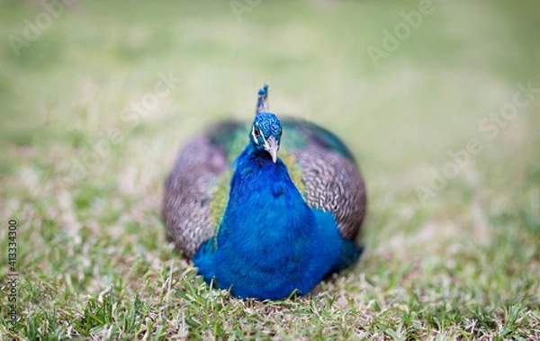 Obraz Peacock portrait on grass blur