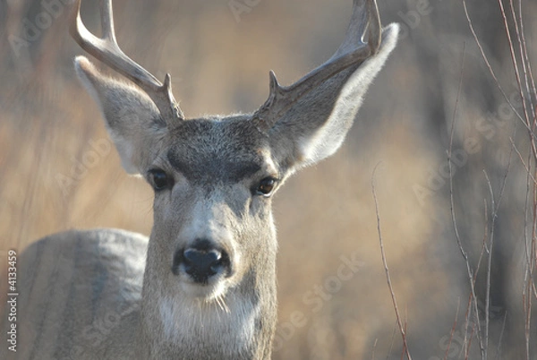 Obraz Mule Deer Buck