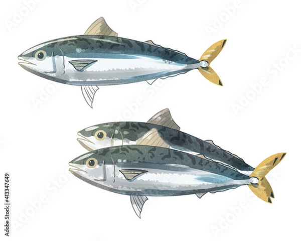 Obraz サバ　水彩風