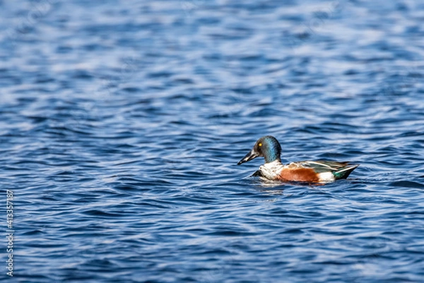 Fototapeta The Mallard Wild Duck (Anas platyrhynchos) on the lake water
