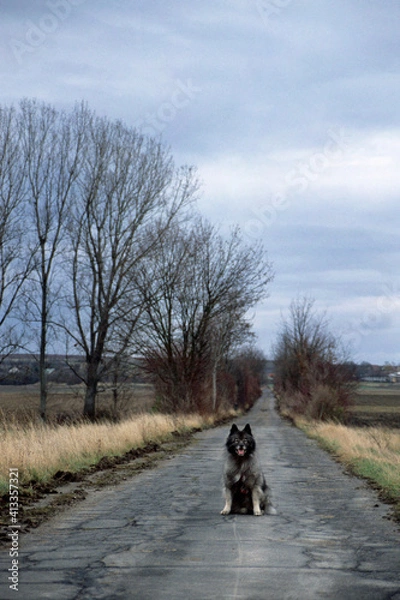 Obraz wolfspitz auf einem feldweg