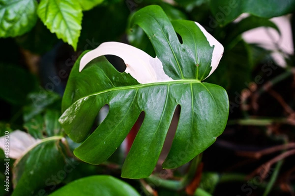 Fototapeta Beautiful and odd leave of white variegated monstera on the background of other green plants and branches.