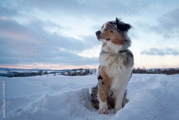 Obraz australian shepherd on the snow sitting clouds