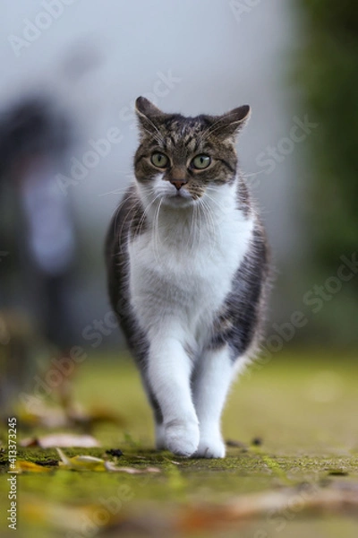 Fototapeta Scheue Katze